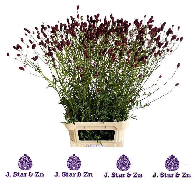 <h4>Sang Of Royal Star</h4>