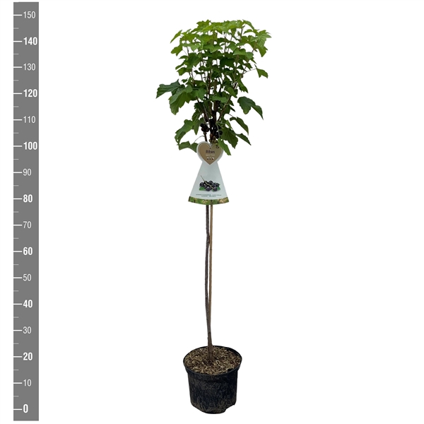 <h4>Ribes n. Zwart Titania stam 90 cm (zwarte bes)</h4>