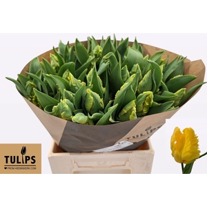 TU PA PARROT STRONGOLD