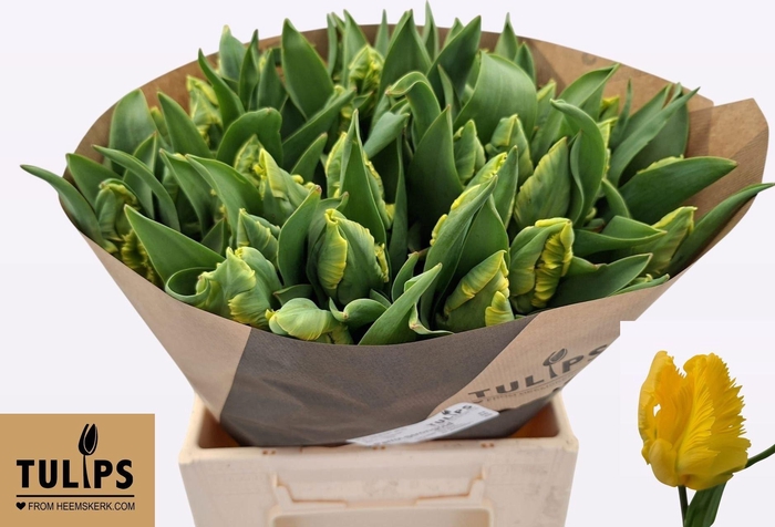 <h4>TU PA PARR STRONGOLD</h4>