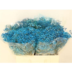 Gyps Klb Blue