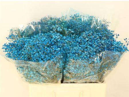 <h4>Gyps Klb Blue</h4>