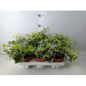 Hedera   ...variegated