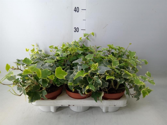 <h4>Hedera   ...variegated</h4>
