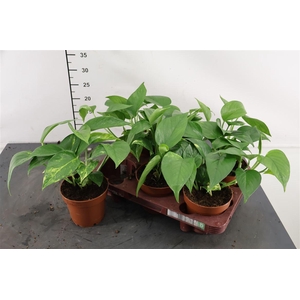 Epipremnum 12 Cm. P. Aureum