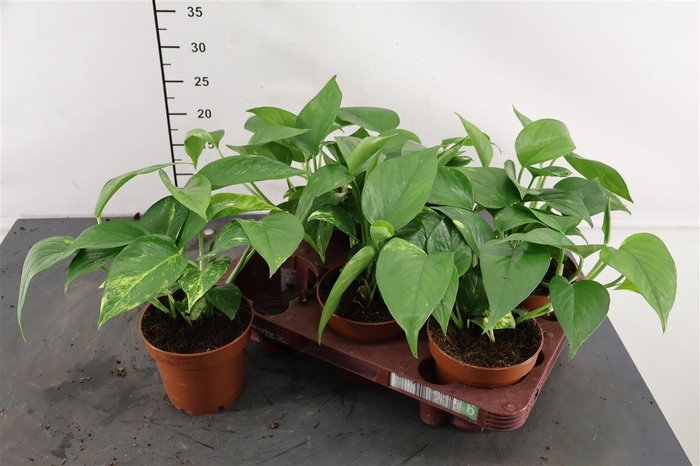 <h4>Epipremnum 12 Cm. P. Aureum</h4>