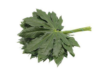 <h4>Aralia 40cm Medium</h4>