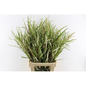 Grevilea Naturel 200 Gram