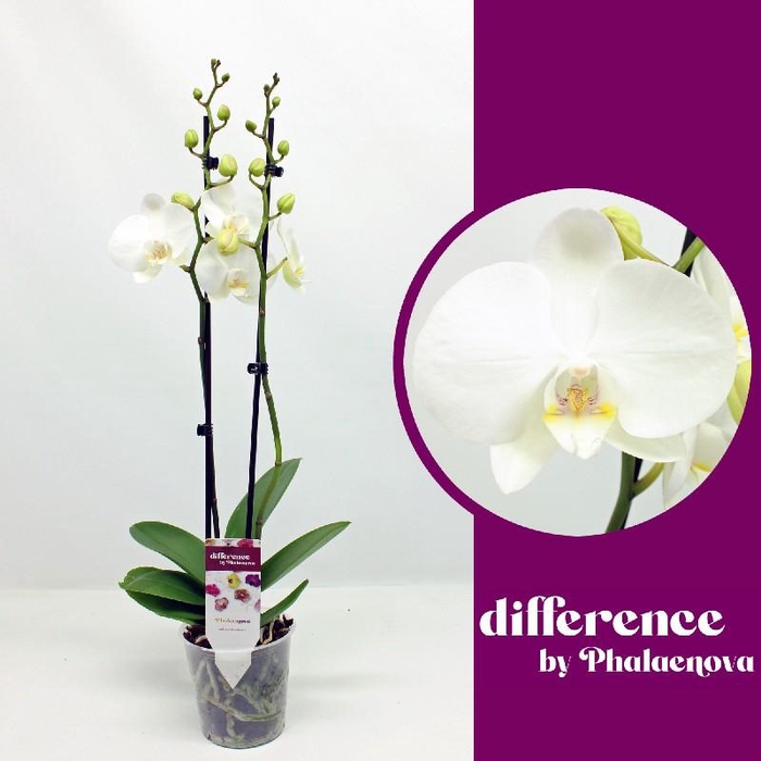 <h4>Phalaenopsis grootbloemig 2 tak wit Izzy</h4>
