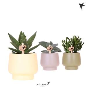 Kolibri Greens Succulenten mix in Scandic pot green mix