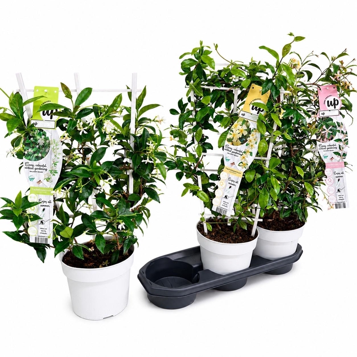 <h4>Trac Jasminoides</h4>