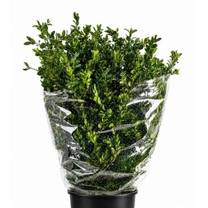 Buxus Per Bunch