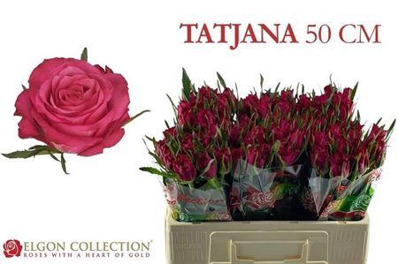 <h4>R Gr Tatjana</h4>