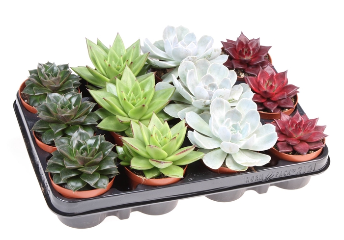 Echeveria   ...mix