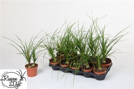 Beaucarnea Recur