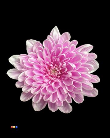 <h4>Chr T Altaj Pastel Cerise</h4>