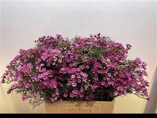 <h4>CHAME UN JUPITER</h4>