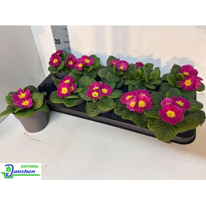 PRIM ACAULIS GEMENGD