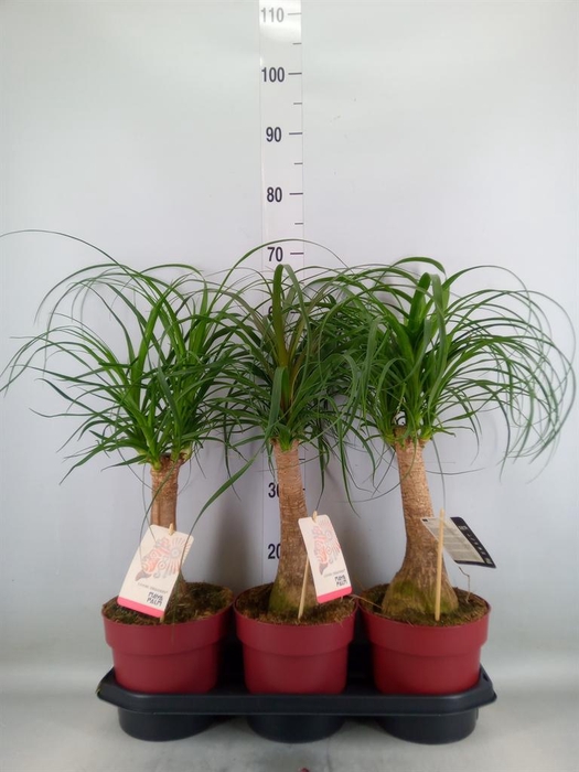 <h4>Beaucarnea recurvata</h4>
