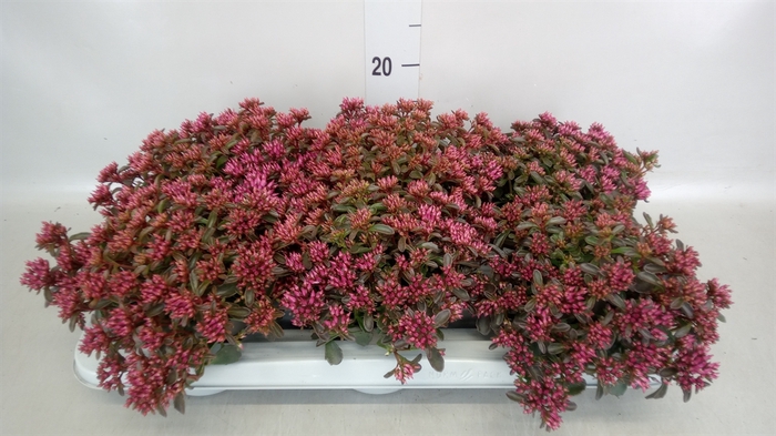 <h4>Sedum spurium 'Spot on deep Rose'</h4>