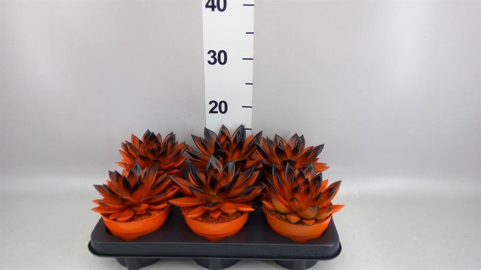 <h4>Echeveria  'Miranda'</h4>