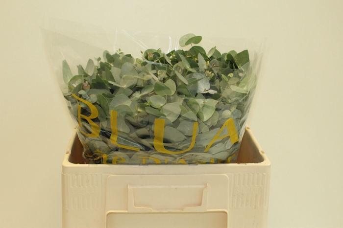 <h4>EUCA CINEREA</h4>