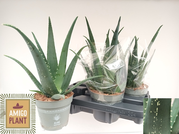 <h4>ALOE VERA</h4>