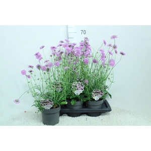 Scabiosa columb. 'Pink Mist'