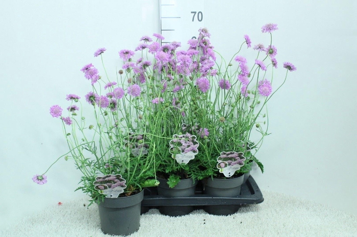 <h4>Scabiosa columb. 'Pink Mist'</h4>