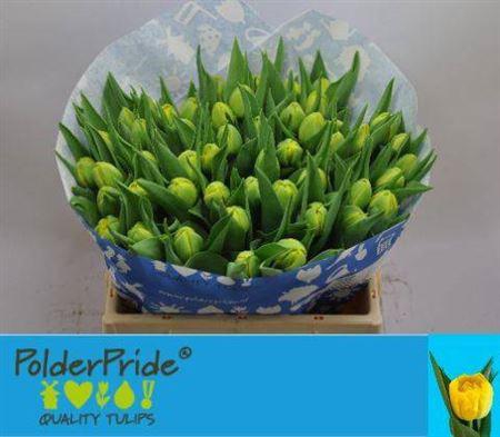 <h4>Tu Du Nikon</h4>