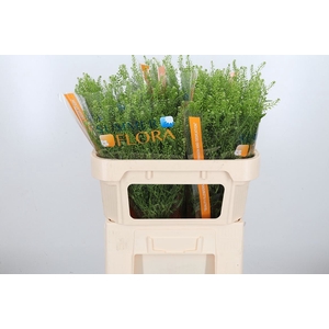 Lepidium Vir. Gwelo Green