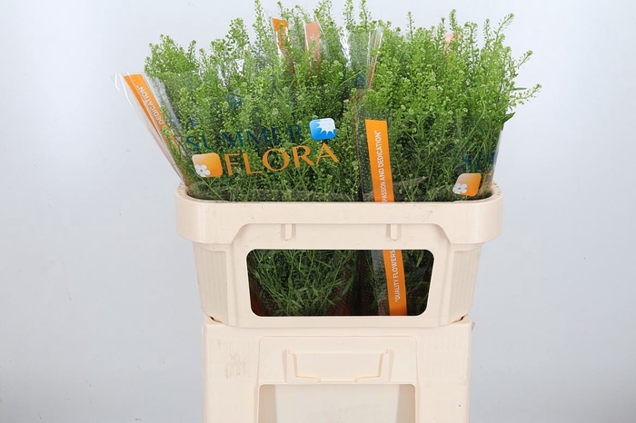 <h4>Lepidium Vir. Gwelo Green</h4>