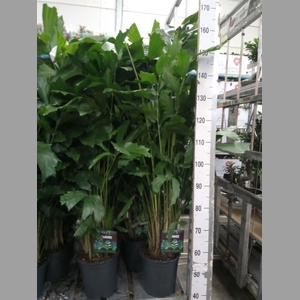 Caryota mitis