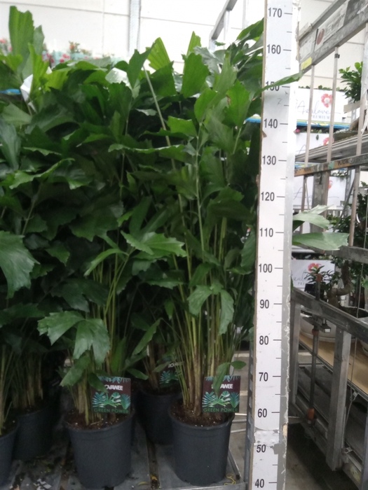 <h4>Caryota mitis</h4>