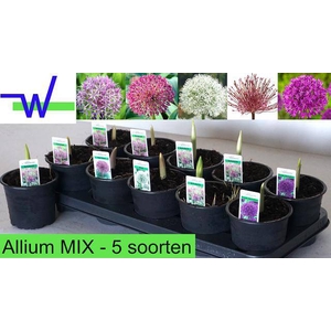 BULB ALLIUM MIX P12