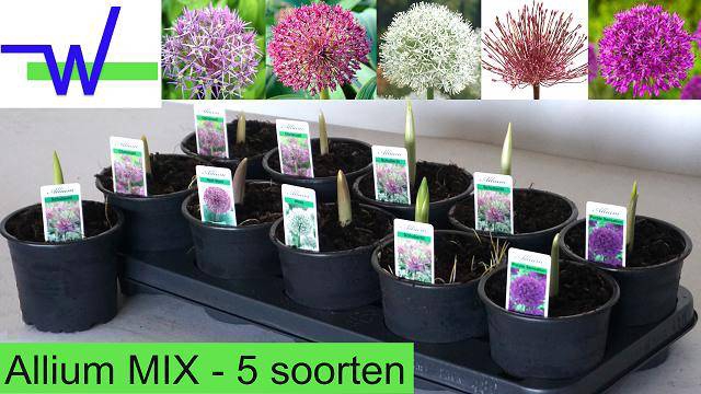 <h4>BULB ALLIUM MIX P12</h4>