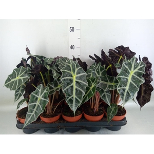 Alocasia amazonica 'Polly'