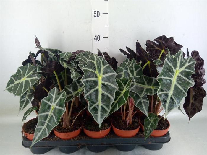 <h4>Alocasia amazonica 'Polly'</h4>