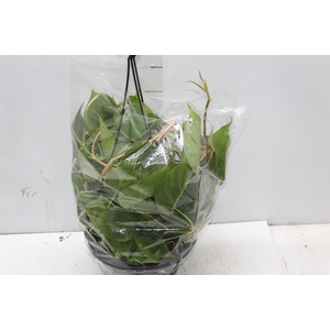 PHILODENDRON SCANDENS C21 PENDENTE