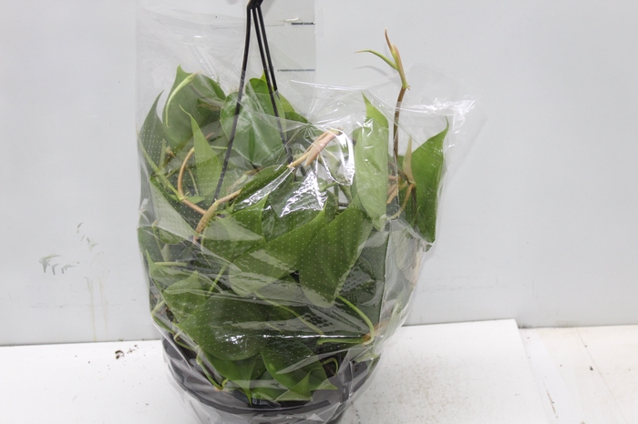 <h4>PHILODENDRON SCANDENS C21 PENDENTE</h4>