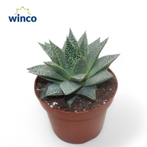 Aloe D Tiga
