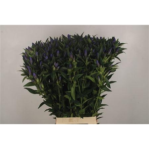 Gentiana Kagayaki Blue