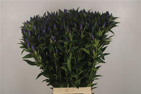 <h4>Gentiana Kagayaki Blue</h4>
