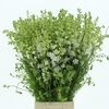 Delphinium Aj White