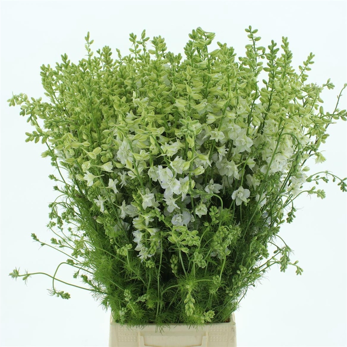 <h4>Delphinium Aj White</h4>