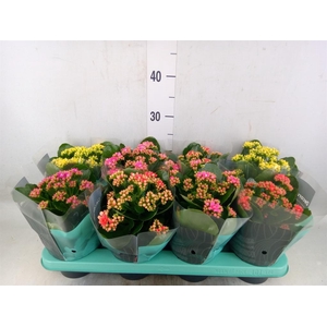 Kalanchoe blos. 'Serenity'   ...mix