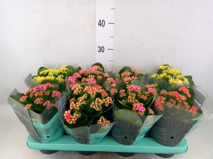 <h4>Kalanchoe blos. 'Serenity'   ...mix</h4>