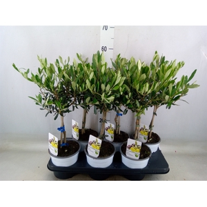Olea europaea