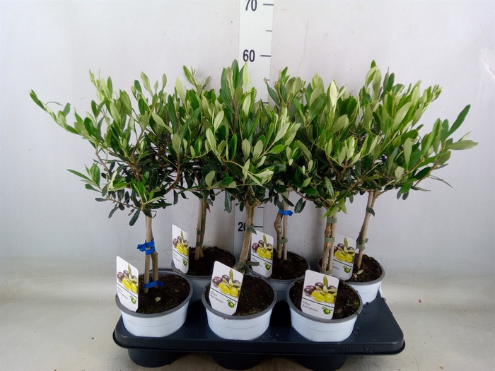 <h4>Olea europaea</h4>