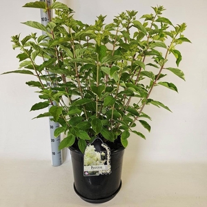HYDR PANICULATA